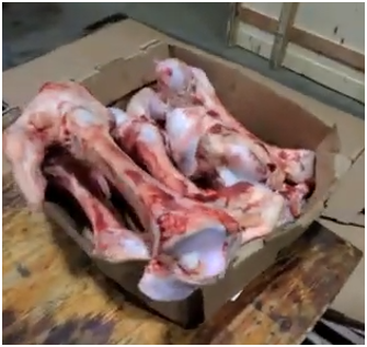 Large raw bone input for Stage 1